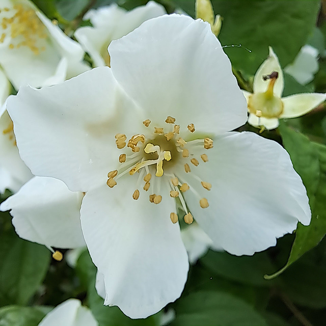 Europäischer Pfeifenstrauch / Falscher Jasmin (Philadelphus coronarius)