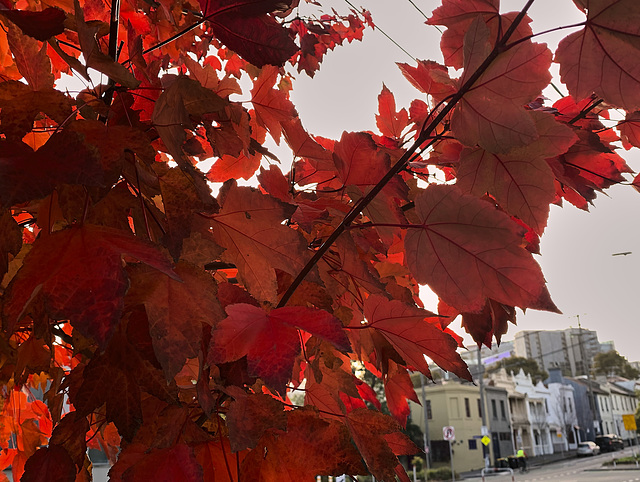 North Melbourne Red 2