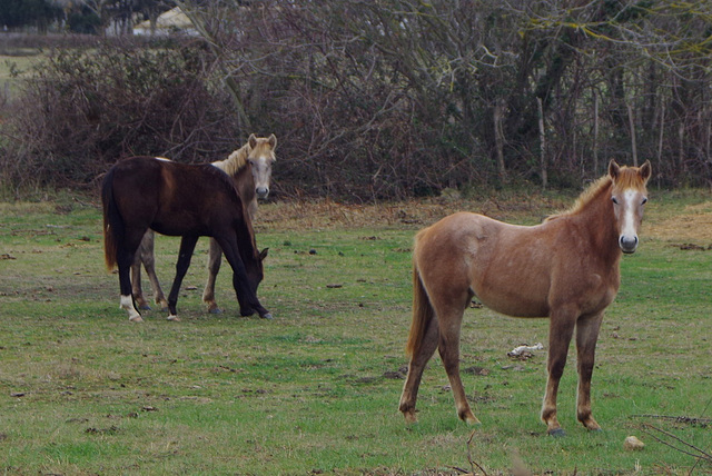 Des chevaux ,