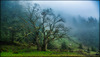 Fangorn