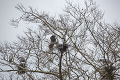 20160303 0133VRAw [D~BI] Graureiher (Ardea cinerea), Tierpark Olderdissen, Bielefeld