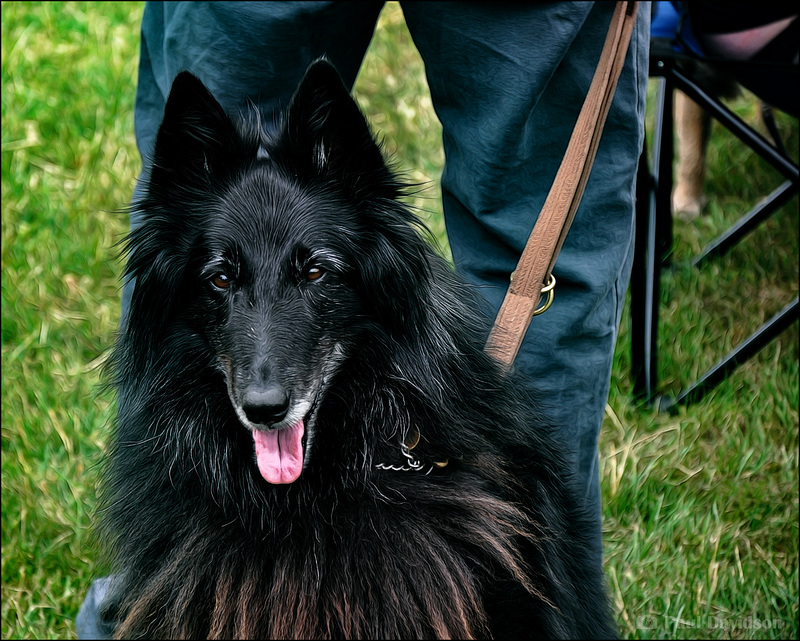 Dogs At Car Shows ...