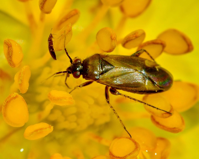 Very tiny bug.....with an even smaller one!!