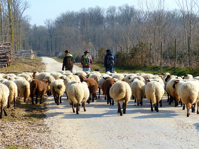 Transhumance du 15 mars 2016