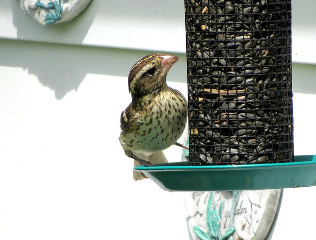 Female Rose-breasted Grosbeak