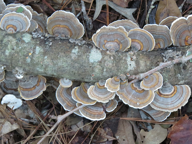 Turkey-tail fungus