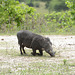 Tarangire, Female Warthog