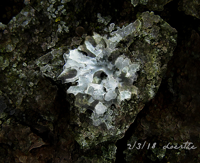 Macro-cosmic life on our maple tree