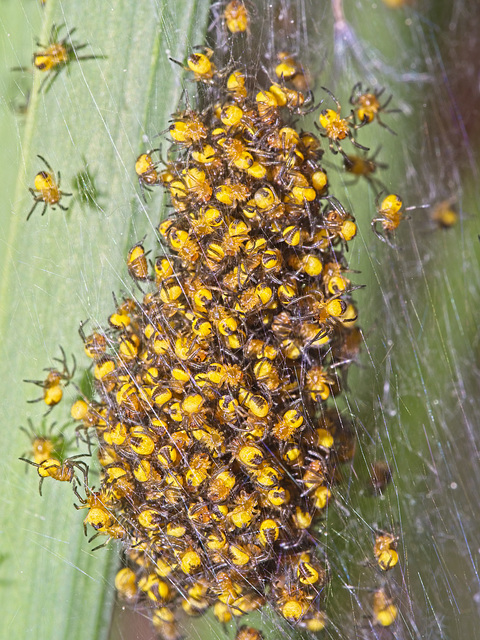 Spiderlings