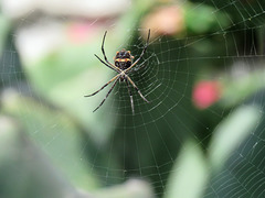 Day 4, Silver argiope / Argiope argentata, Bishop City Park, South Texas