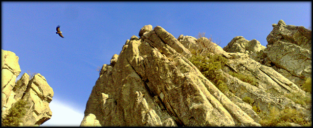 Griffon vulture at home among the granite cliffs.