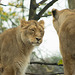 Lioness double