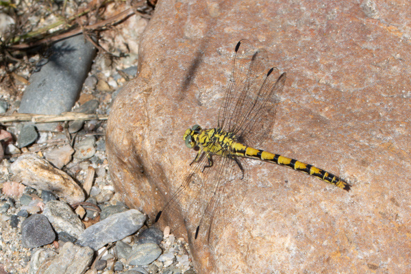 Small Pincertail-DSD1734