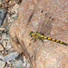 Small Pincertail-DSD1734