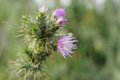 Carduus tenuiflorus, Asterales