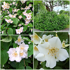 Europäischer Pfeifenstrauch / Falscher Jasmin