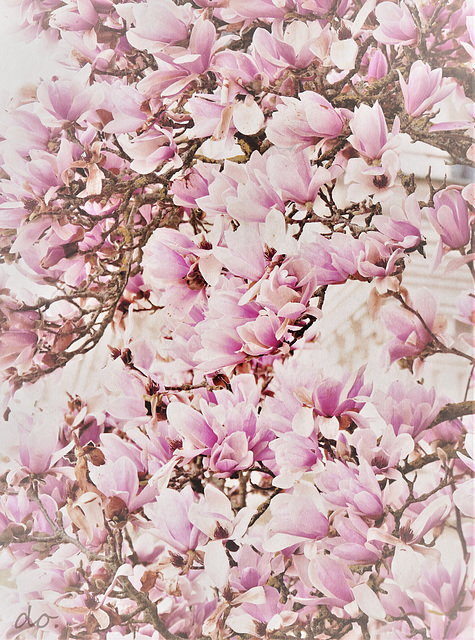 magnolia dream