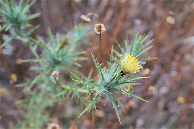 Carthamus lanatus, Penedos