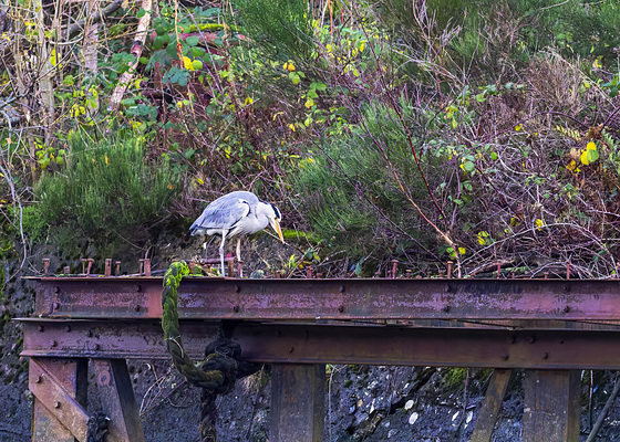 Grey Heron