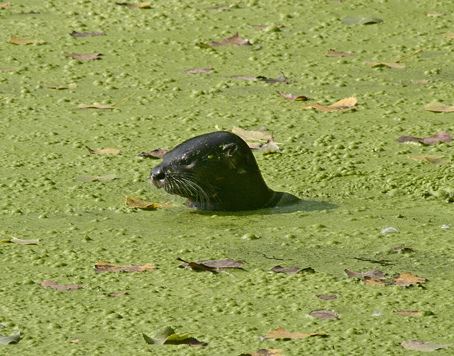 Célébrité: Loulou la loutre