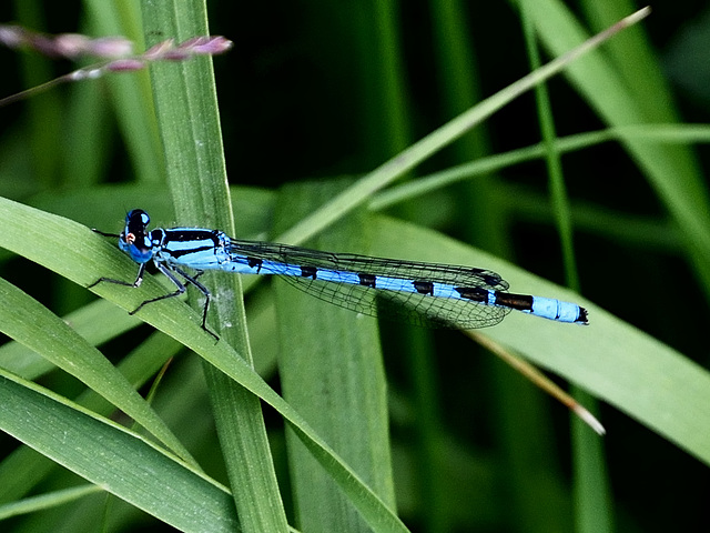 Common Bluet m (Enallagma cyathigerum) DSB 0249