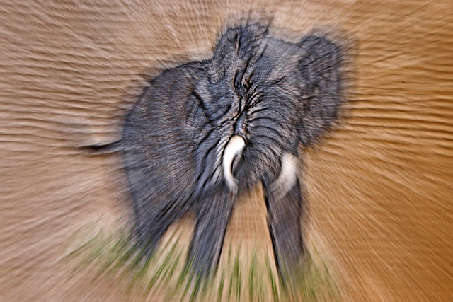 Zooming elephant (Explored)