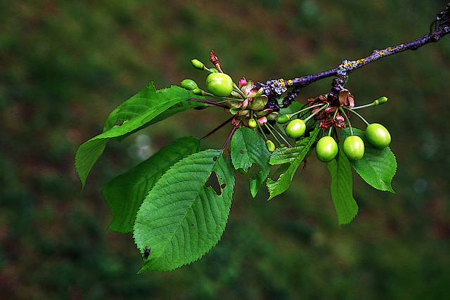 Quand nous chanterons , le temps des cerises , et gai rossignol et merle moqueur ......