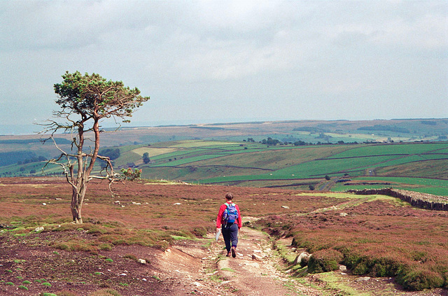 Path leading down from Freminghton Edge to the lane junction at New Close Bank. (Aug 1993, scan)