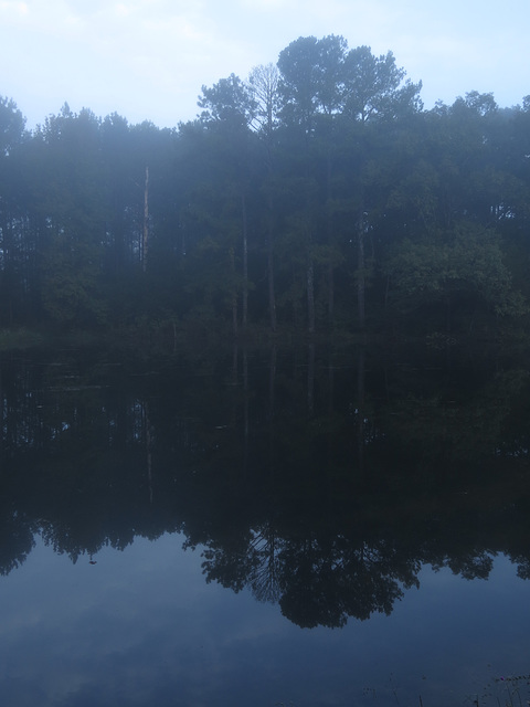 Foggy reflections