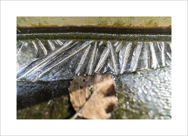 tree leaf in ice