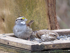 White-throated sparrow & female purple finch