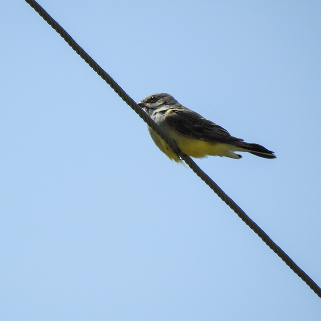 Day 4, Couch's Kingbird, Bishop City Park