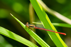 Small Red Damsel-DSD1666
