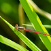 Small Red Damsel-DSD1666