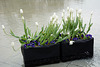 Tokyo, Flowerbed of White Tulips in Ueno Park