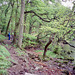 Hallinhag Wood, Ullswater (Scan from May 1993)