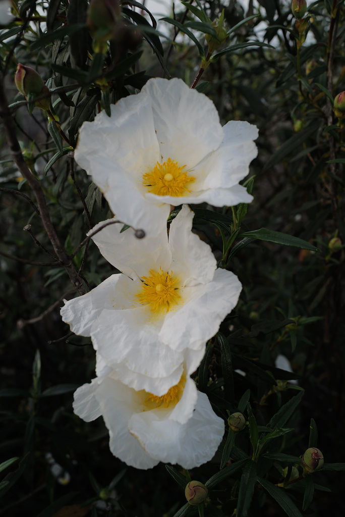 Cistus ladanifer, no red dots