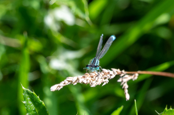 Common Bluetail-DSZ5086