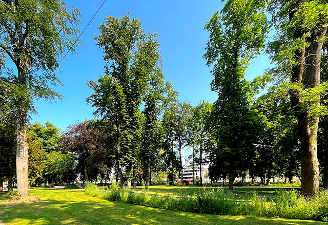 Frühsommer im Kurpark