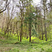 Woodlands near the Pylons on Cleeve Hill