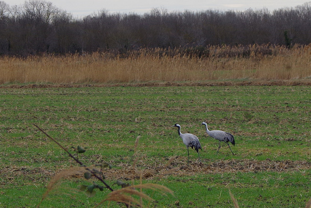 Des oiseaux !