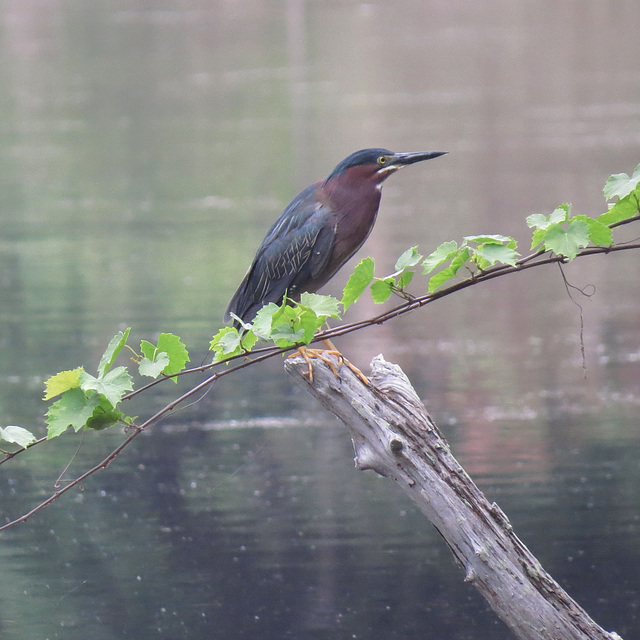 Green heron