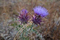 Cynara cardunculus, Penedos