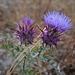 Cynara cardunculus, Penedos