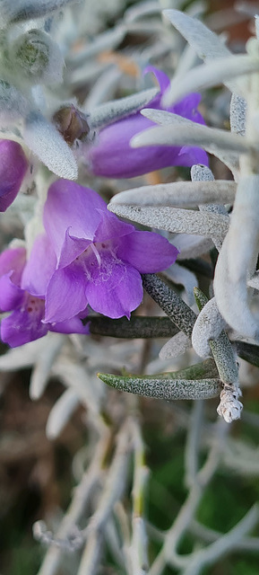 Eremophila nivea