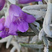 Eremophila nivea