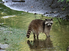 un autre petit protégé de notre forêt ....