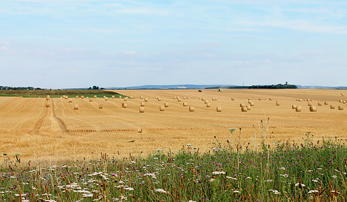la campagne après la moisson