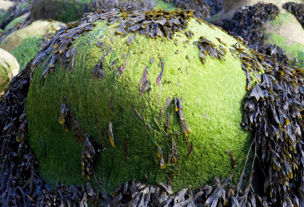 Seaweed and green roundness