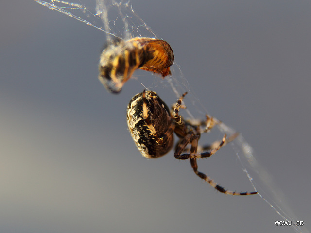 Come into my parlour said the spider to the wasp...